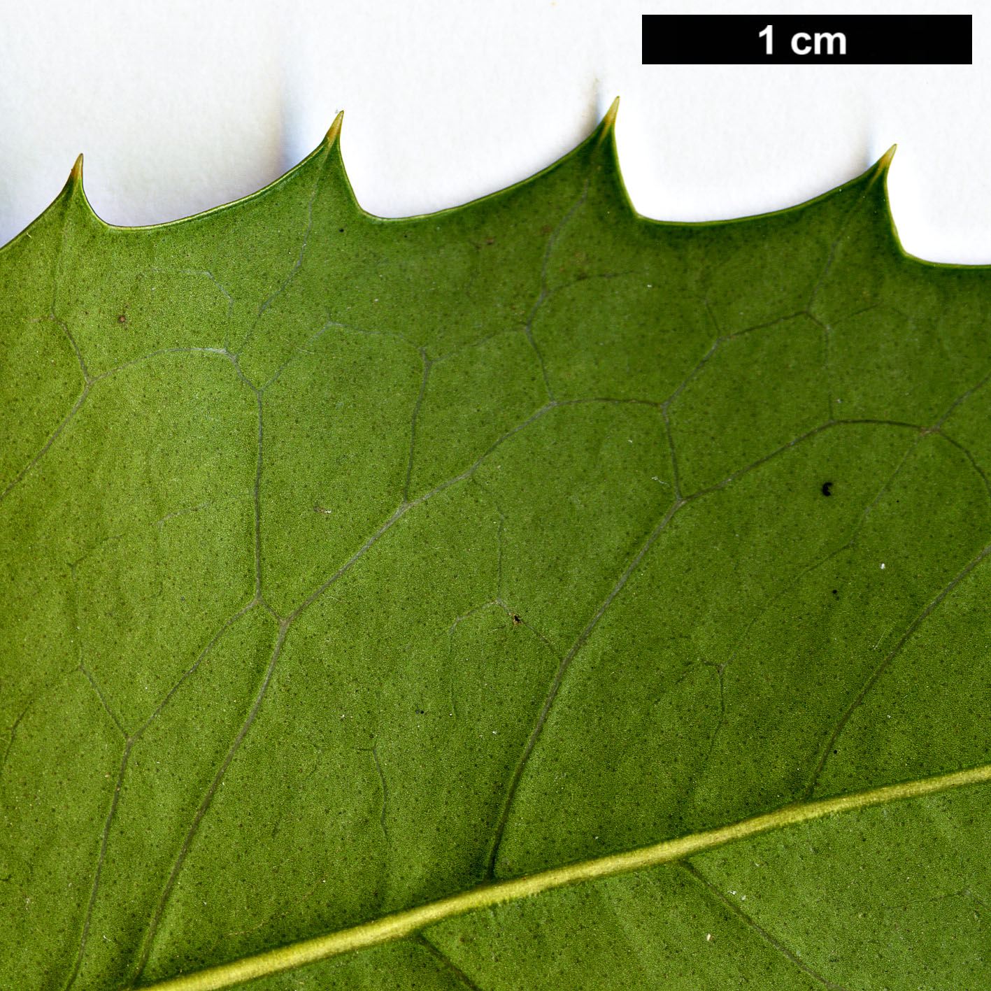 High resolution image: Family: Oleaceae - Genus: Osmanthus - Taxon: ×fortunei (O.fragrans × O.heterophyllus)